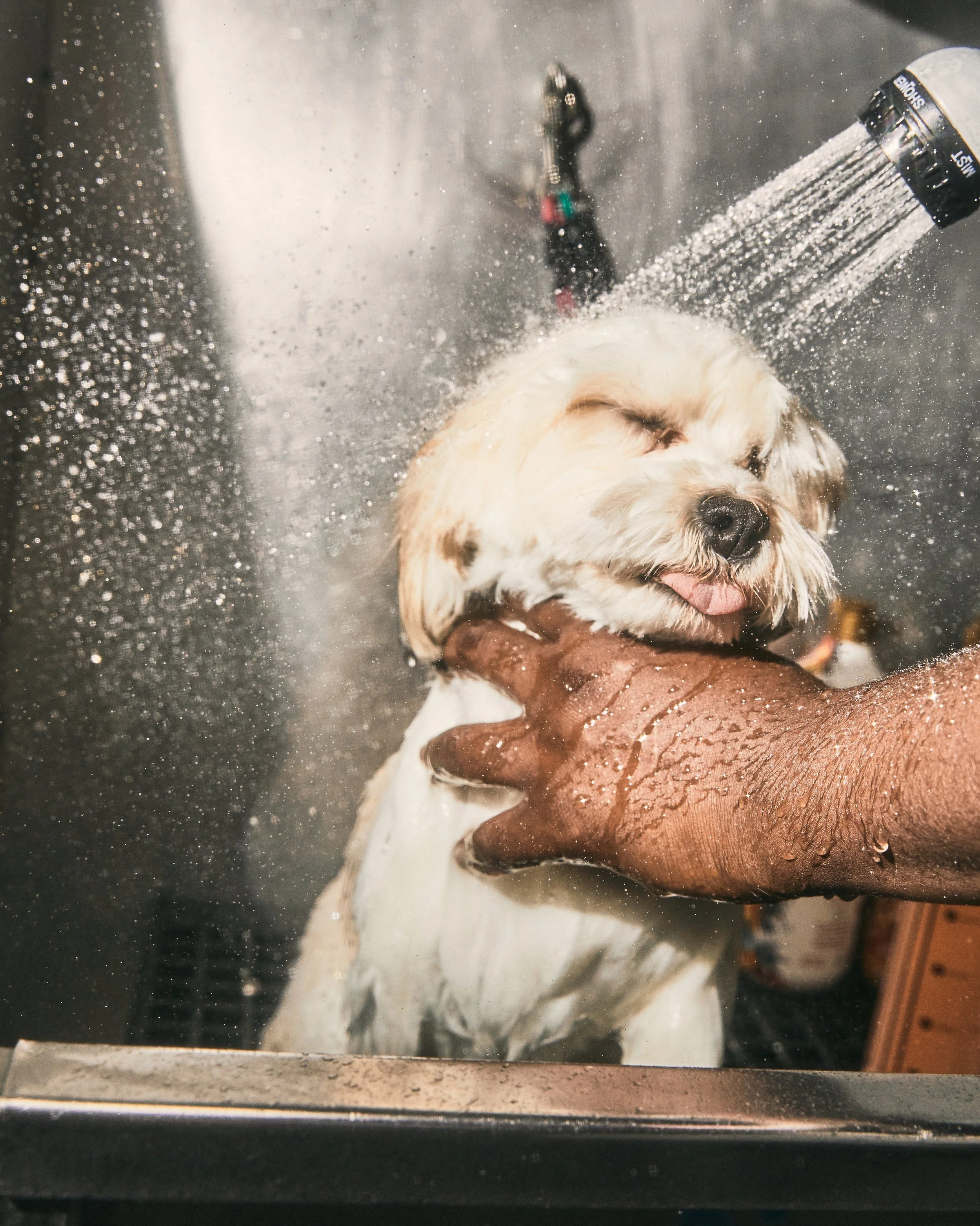 Harlem Doggie Day Spa